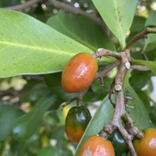 Glossy orange and green sea buckthorn berries hang from a branch with large, vibrant green leaves. The berries are smooth and oval-shaped, showing the plant's lush foliage and ripe fruit.