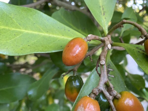 <i>Corynocarpus laevigatus</i> - Image 3