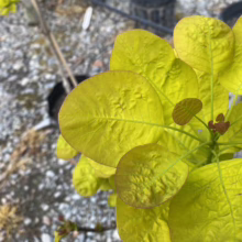 Close-up of 'Golden Spirit' smoke bush leaves, vibrant chartreuse color with reddish edges, showing textured surface. Gravel ground and other potted plants visible in the background.