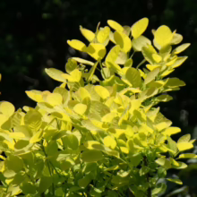 Bright yellow leaves of a Golden Spirit Smokebush shrub gleam in the sunlight against a dark, blurred background of foliage in a garden setting.