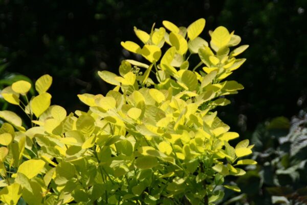 <i>Cotinus coggygria</i> 'Golden Spirit' - Image 3