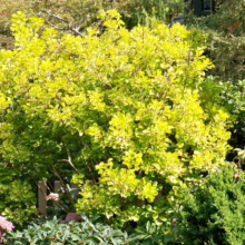 Golden barberry shrub with vibrant yellow-green leaves in a lush garden setting. A small wooden fence is partially visible beneath the foliage, adding depth.