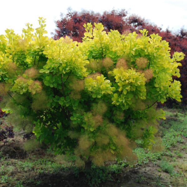 <i>Cotinus coggygria</i> 'Golden Spirit'