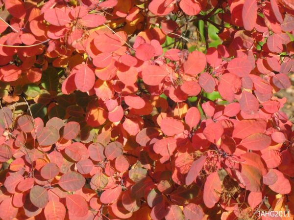 <i>Cotinus coggygria</i> 'Red Spirit' - Image 2