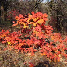 Autumn foliage bursts with vibrant red and orange hues on a Smoke Bush in a forest setting. Dried leaves litter the ground, enhancing the fall colors.
