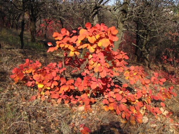 <i>Cotinus coggygria</i> 'Red Spirit' - Image 3