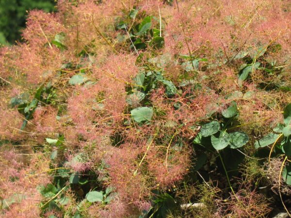 <i>Cotinus coggygria</i> 'Red Spirit' - Image 4