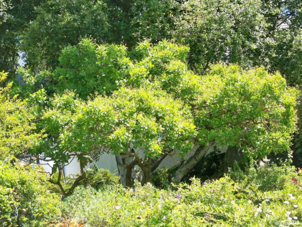 <i>Cotinus coggygria</i> 'Red Spirit'