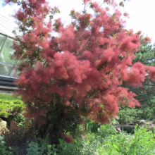 A vibrant smoke tree shrub explodes with feathery, reddish-pink plumes against a backdrop of lush greenery and a modern glass structure. The plant creates a stunning focal point in this garden scene.