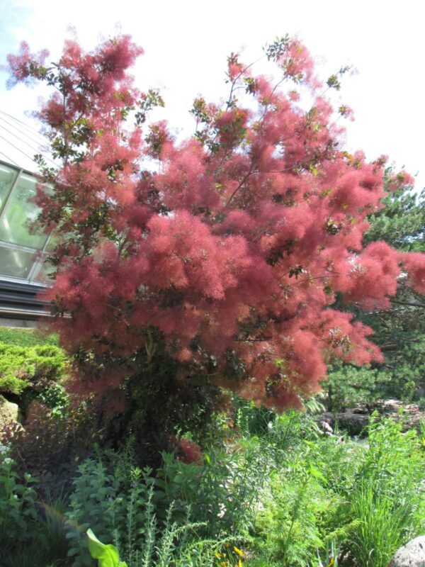 <i>Cotinus coggygria</i> 'Royal Purple' - Image 2