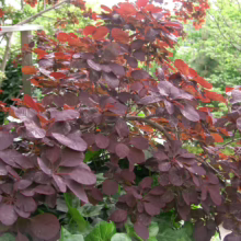 Close-up of a vibrant Smoke Bush with deep burgundy and red leaves, showcasing its unique foliage. The plant is set against a soft green background, creating a striking color contrast.