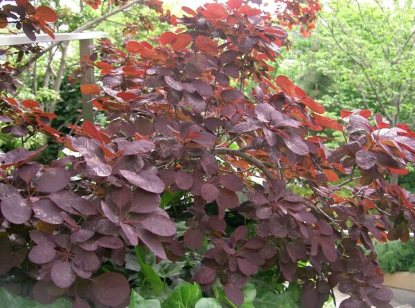 <i>Cotinus coggygria</i> 'Royal Purple' - Image 3