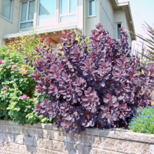 A vibrant garden bed features a striking purple smokebush overflowing onto a stone retaining wall, alongside pink roses and colorful flowers, set against a modern house.