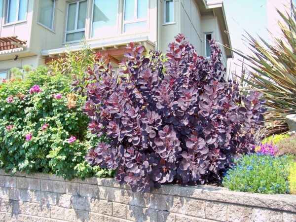 <i>Cotinus coggygria</i> 'Royal Purple' - Image 4