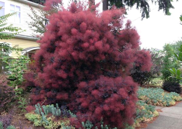 <i>Cotinus coggygria</i> 'Royal Purple'