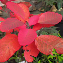 Brilliant red leaves of a Smoke Bush plant, showcasing vibrant autumn color. The plant is set against a stone wall, with other greenery adding depth to the scene.