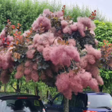 A vibrant smoke tree, Cotinus, bursts with feathery pink plumes and deep burgundy leaves, adding a splash of color to a garden landscape with parked cars and green foliage in the background.