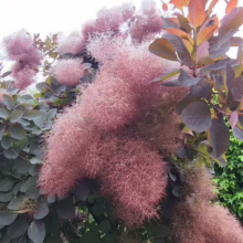 A vibrant smoke tree, Cotinus coggygria 'Royal Purple', bursts with fluffy pink flower clusters against a backdrop of deep purple foliage and a cloudy sky. The tree's unique texture and color make it a standout ornamental plant.