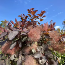 A vibrant Smoke Bush (Cotinus coggygria) displays its characteristic smoky plumes and dark burgundy foliage against a bright blue sky. This deciduous shrub adds dramatic color and texture to gardens.