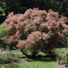 A vibrant smoke tree with pink, cloud-like blooms takes center stage in a garden setting. Lush green foliage and surrounding plants create a colorful, textured landscape.