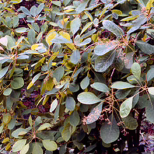 Smoketree shrub with rounded, blue-green leaves tinged with yellow and red stems. Dense foliage creates a textured, colorful garden plant.
