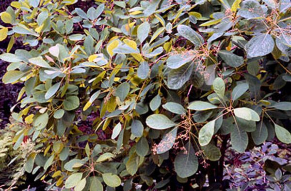 <i>Cotinus obovatus</i> - Image 2