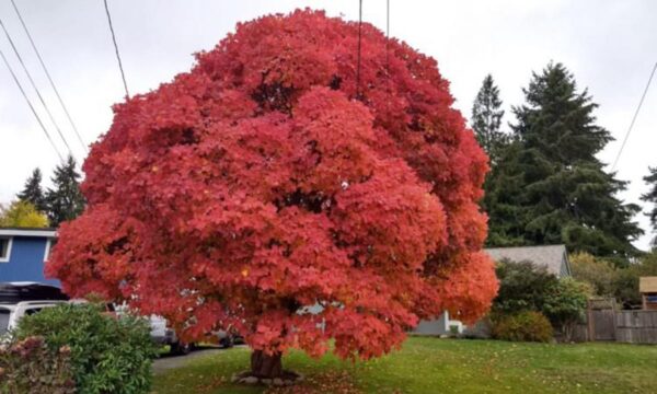 <i>Cotinus obovatus</i>