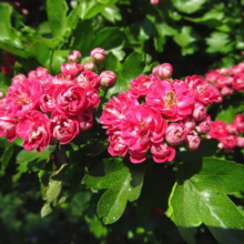Clusters of vibrant pink double-flowered hawthorn blossoms burst forth amidst lush green leaves, creating a cheerful and colorful display in the spring sunlight.
