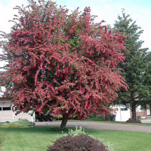 A vibrant pink crabapple tree blooms in a small front yard, adding color to the landscape. A neatly trimmed lawn and tidy landscaping complete the scene.