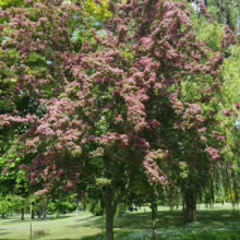 Crimson Cloud Hawthorn tree blooms in a park, its vibrant pink flowers contrasting with the green lawn dotted with white daisies. Sunlight filters through the leaves, creating a peaceful springtime scene.