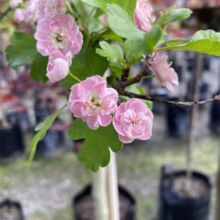 Close-up of a flowering pink Hawthorn tree branch with green leaves. The blossoms are a delicate double pink, and the background shows a plant nursery with potted trees.
