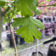 Close-up of a bright green hawthorn leaf with distinct lobes, hanging from a branch. A tree nursery with potted trees provides a blurred backdrop.