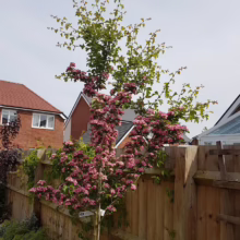 A small ornamental tree, possibly a hawthorn, bursts with vibrant pink blossoms on its lower branches, contrasting with the fresh green leaves above. It's planted beside a wooden fence in a residential garden.