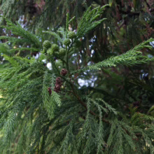 Close-up of a Japanese Cedar tree branch, featuring lush green needles and small, round green and brown cones. The evergreen foliage is dense and textured, showcasing the tree's natural beauty.