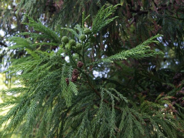 <i>Cryptomeria japonica</i> - Image 2