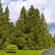 Lush green Lawson Cypress trees stand tall against a partly cloudy sky. A paved path curves through the manicured lawn, highlighting the beauty of these evergreen conifers.