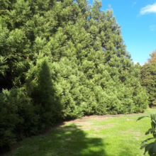 Lush green arborvitae hedge creates a natural privacy screen. Sunlight dapples the manicured lawn in the foreground, creating a serene and verdant landscape scene.