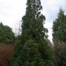 A lush, pyramid-shaped redwood tree stands tall against a cloudy sky, its dense green foliage creating a striking silhouette in the garden.