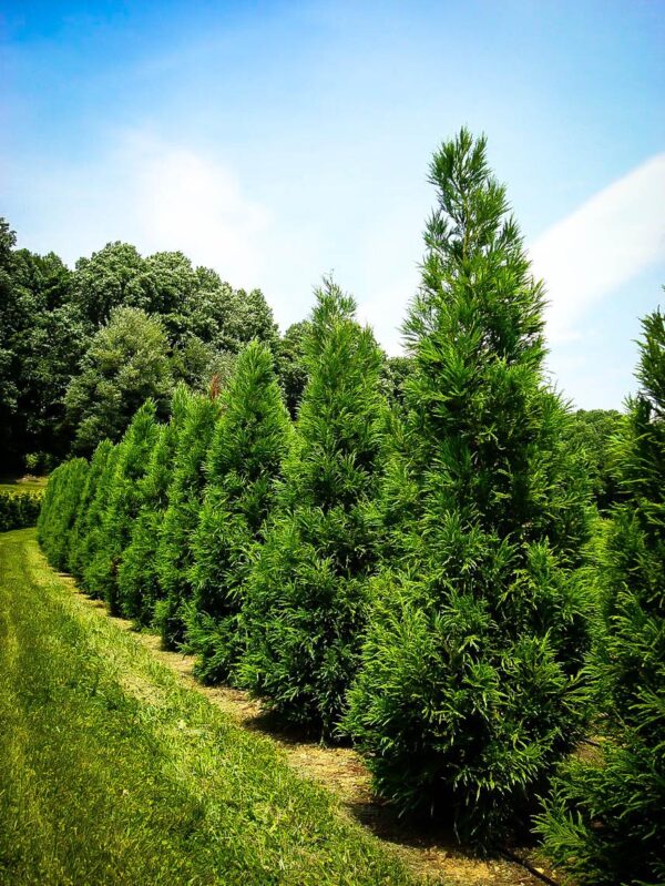 <i>Cryptomeria japonica</i>