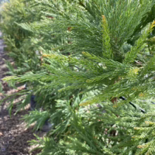 Close-up of bright green Cryptomeria japonica 'Yoshino' foliage, showcasing its feathery texture and vibrant color in a nursery setting.