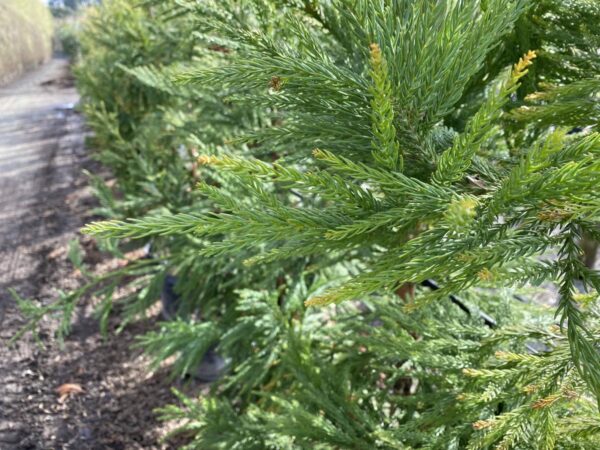 <i>Cryptomeria japonica</i> 'Egmont' - Image 2