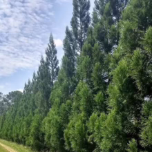 Lush green Leyland cypress trees form a dense hedge along a dirt path under a partly cloudy sky. The trees vary in height, creating a natural privacy screen.