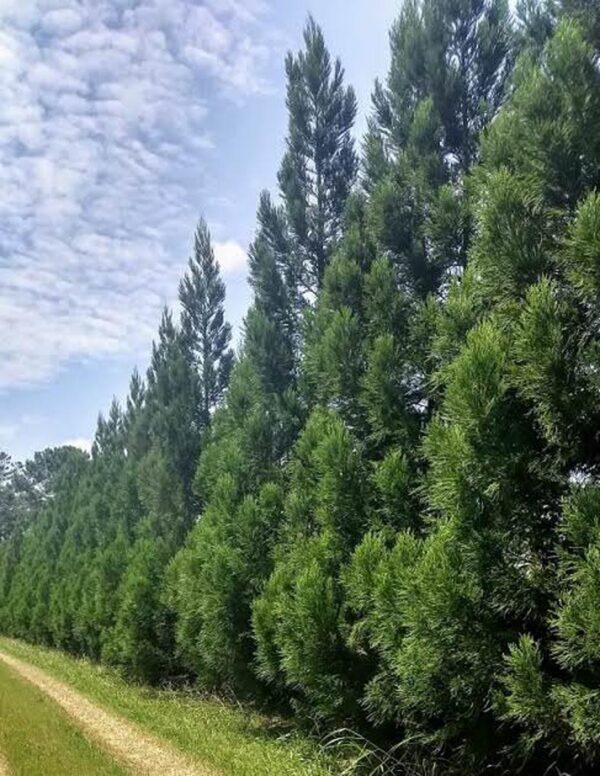 <i>Cryptomeria japonica</i> 'Egmont' - Image 3