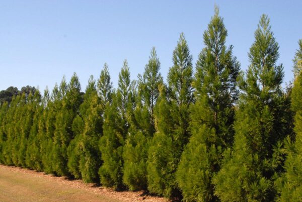 <i>Cryptomeria japonica</i> 'Egmont'