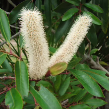 Two creamy white, bottlebrush-like flowers stand out against glossy green leaves on a Banksia plant. The Australian native flora adds a touch of natural beauty.