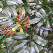 Glossy green leaves of a Leatherleaf Mahonia shrub with vibrant red new growth tips, showcasing its unique foliage.