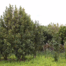 Lush green landscape featuring dense clusters of wax myrtle trees, their leaves a vibrant, deep green, thriving amidst tall grasses in a natural wetland environment.