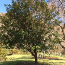 Lush green tree in a park setting, with a picnic area visible in the background. The scene is bathed in sunlight, with mountains visible in the distance.