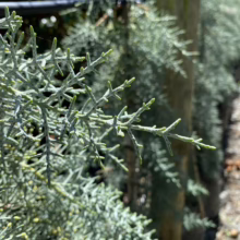 Close-up of a Blue Ice Arizona Cypress, showcasing its silvery-blue foliage and delicate texture. The evergreen shrub stands in a garden setting, adding a touch of elegance to the landscape.