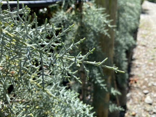 <i>Cupressus arizonica</i> var. <i>glabra</i> 'Blue Ice' - Image 2